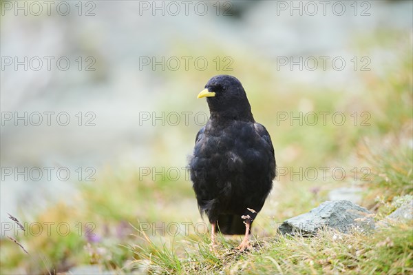 Yellow-billed chough (Pyrrhocorax graculus) sitting on a meadow in the mountains at Hochalpenstrasse, Pinzgau, Salzburg, Austria, Europe