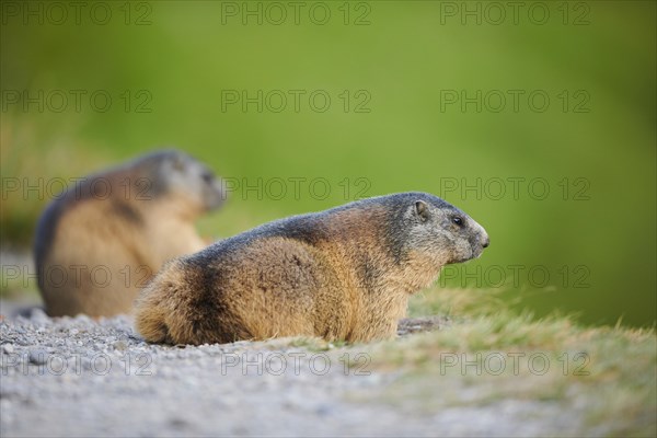 Alpine marmot (Marmota marmota) beside a trail in summer, Grossglockner, High Tauern National Park, Austria, Europe