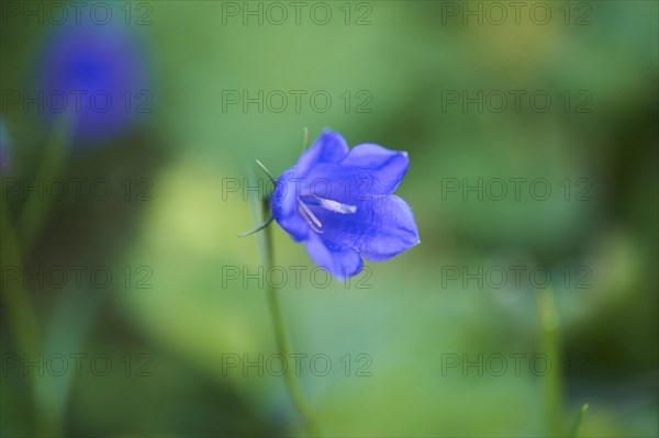 Earleaf bellflower (Campanula cochleariifolia) blooming in the mountains at Hochalpenstrasse, Pinzgau, Salzburg, Austria, Europe