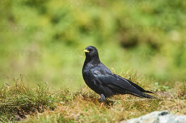 Yellow-billed chough (Pyrrhocorax graculus) sitting on a meadow in the mountains at Hochalpenstrasse, Pinzgau, Salzburg, Austria, Europe