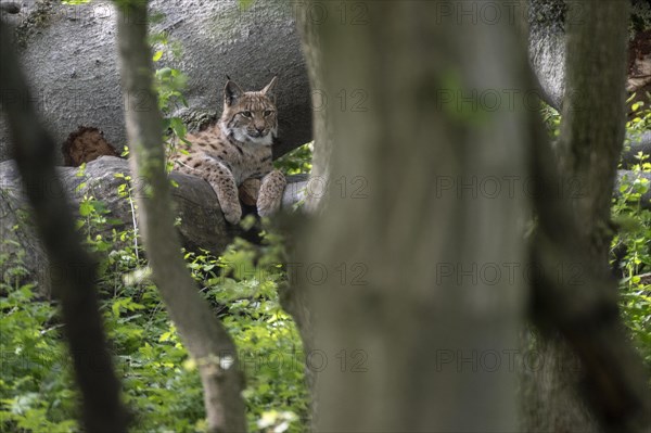 Eurasian lynx (Lynx lynx), captive), coordination enclosure Huetscheroda, Thuringia, Germany, Europe