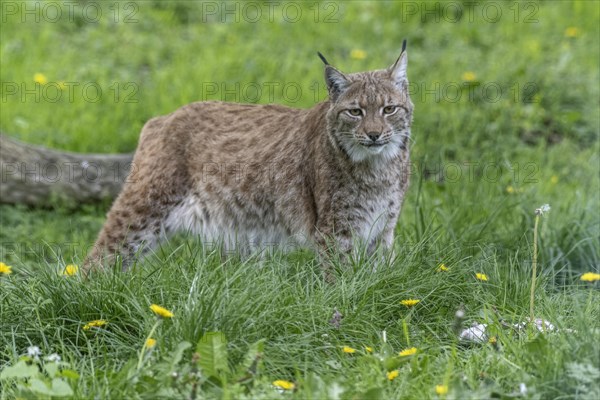 Eurasian lynx (Lynx lynx), captive), coordination enclosure Huetscheroda, Thuringia, Germany, Europe