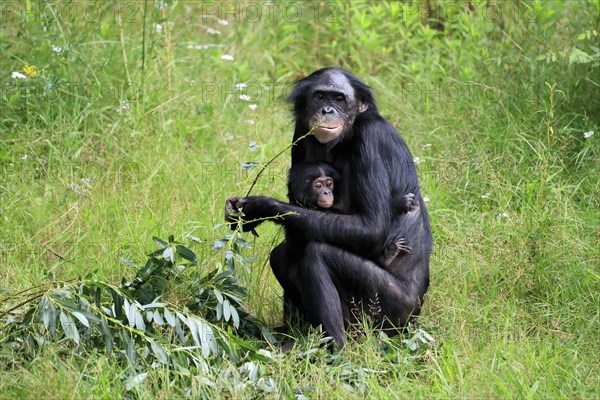 Bonobo, bonobo (Pan Paniscus), female, adult, young animal, feeding, Great ape, Primate, chimpanzee, captive