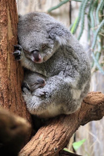 Koala (Phascolarctos cinereus), adult with young animal, sleeping, on tree, mother with young animal, guarding, captive, Australia, Oceania