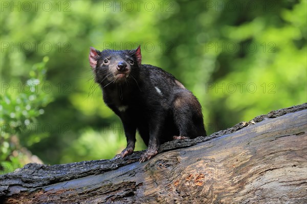 Tasmanian devil (Sarcophilus harrisii), adult, vigilant, on tree trunk, captive, Tasmania, Australia, Oceania