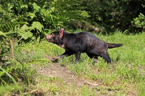 Tasmanian devil (Sarcophilus harrisii), adult, vigilant, running, captive, Tasmania, Australia, Oceania