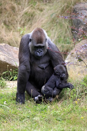 Western gorilla (Gorilla gorilla), adult, female, mother, young animal, baby, social behaviour, sitting, on ground, captive, western Africa