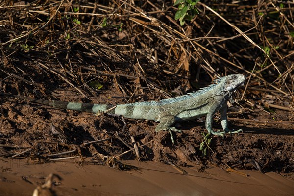 Green iguana (Iguana iguana) Pantanal Brazil