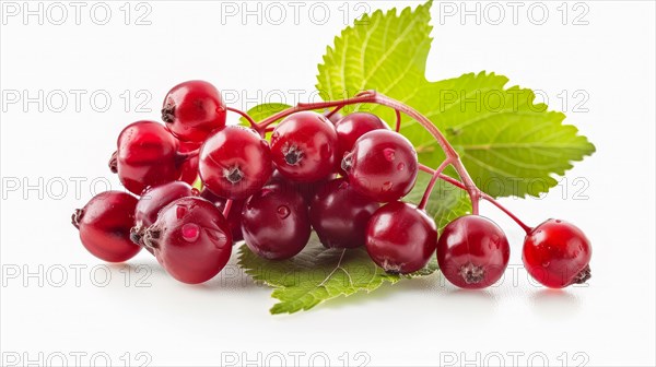 Fresh red currants with a vibrant green leaf, illustrating ripeness and natural beauty, AI generated