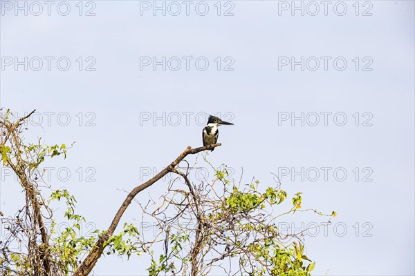 Green Kingfisher (Chloroceryle americana) Pantanal Brazil