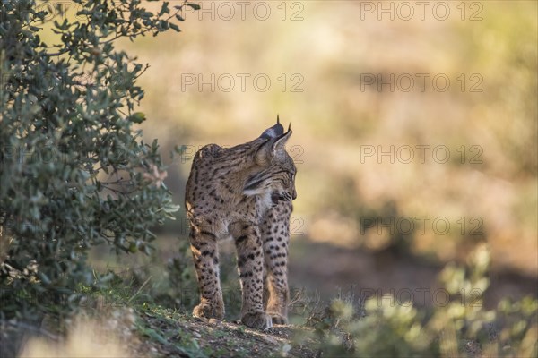 Iberian lynx young animal, Iberian lynx (Lynx pardinus), Extremadura, Castilla La Mancha, Spain, Europe