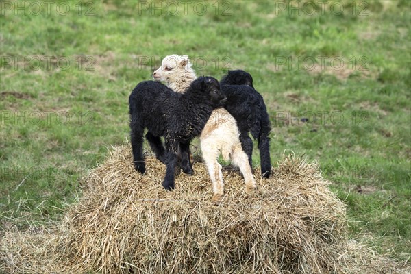 Two black and white-brown lambs playing on a hay bale. Ouessant sheep (Breton dwarf sheep) and Ouessant sheep mix