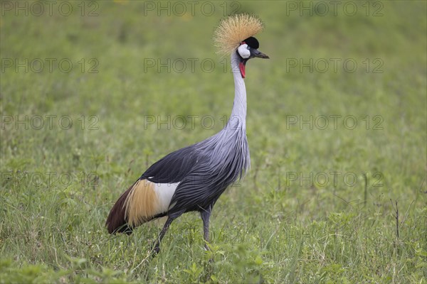 Crowned crane (Balearica regulorum), Ngorongoro Crater, Tanzania, Africa