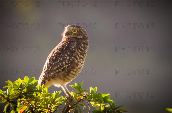 Beautiful owl (Glaucidium minutissimum) in vineyard