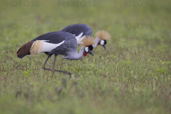 Crowned cranes (Balearica regulorum), pair, Ngorongoro Crater, Tanzania, Africa