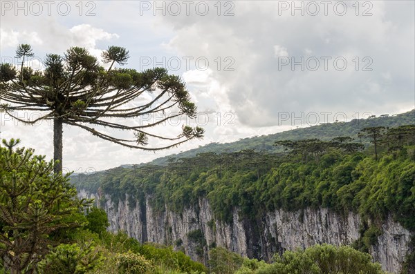 Beautiful Araucaria tree, typical tree of the mountain region of Rio Grande do Sul, Brazil, South America