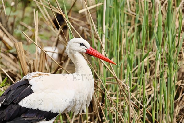 White stork (Ciconia ciconia), at the edge of a reed, North Rhine-Westphalia, Germany, Europe