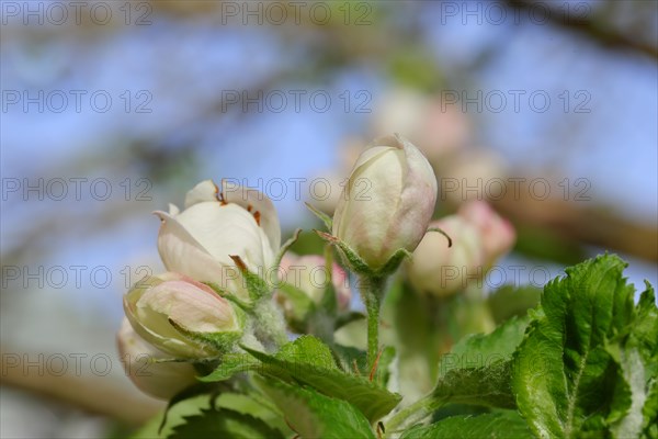 Apple blossoms (Malus), white still closed blossoms, Wilnsdorf, Nordrhein. Westphalia, Germany, Europe