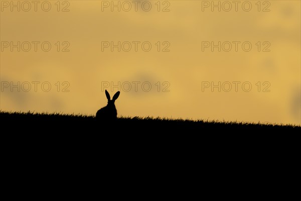 European brown hare (Lepus europaeus) adult animal in a farmland cereal crop at sunset, England, United Kingdom, Europe
