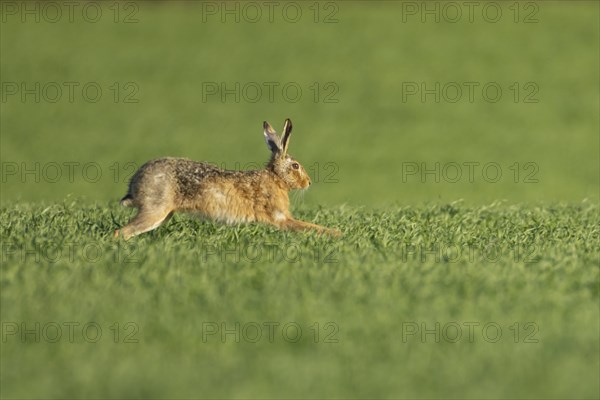 European brown hare (Lepus europaeus) adult animal running in a farmland cereal crop, England, United Kingdom, Europe