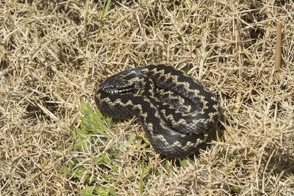 European adder (Vipera berus) adult snake basking on a gorse bush, England, United Kingdom, Europe