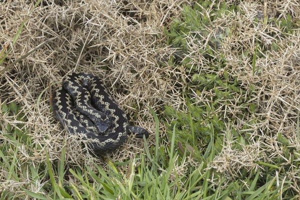 European adder (Vipera berus) adult snake basking in a gorse bush, England, United Kingdom, Europe