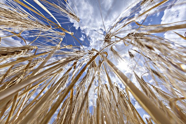 View from below from a frog's perspective into a barley field with blue sky in the background, Cologne, North Rhine-Westphalia, Germany, Europe