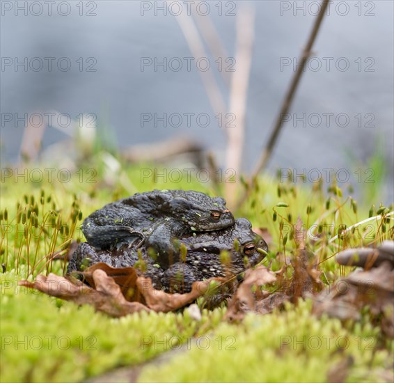 Two mating Common toads (Bufo Bufo), male, female animal, almost black pair in amplexus on moss with fruit stands on long stems, spawning water in the background, spring migration, amphibian migration, toad migration, species protection, animal welfare, mating, behaviour, Bockelsberger Teiche, Lueneburg, Lower Saxony, Germany, Europe