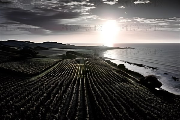 AI generated aerial view of a coastal vineyard with ocean in the background in ambient light