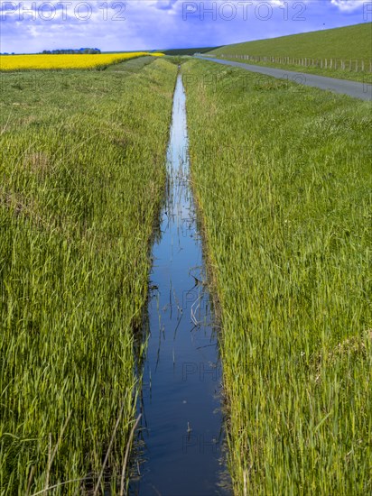 Grasses at a ditch at the natural beach Hilgenriedersiel at the North Sea coast in East Frisia, Hilgenriedersiel, Lower Saxony, Germany, Europe