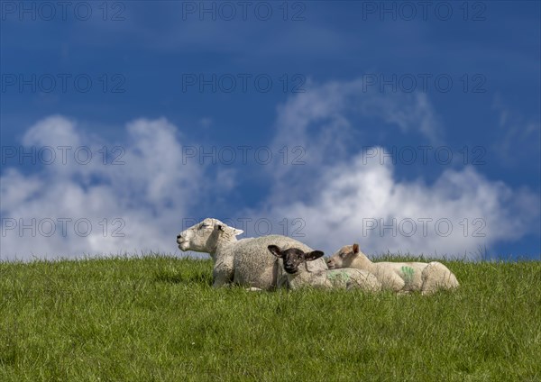 Sheep and lambs on the dyke at Hilgenriedersiel natural beach on the North Sea coast, Hilgenriedersiel, East Frisia, Lower Saxony, Germany, Europe