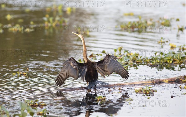 Oriental Darter (Anhinga melanogaster) spreading its wings, Backwaters, Kumarakom, Kerala, India, Asia