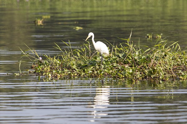 Great egret (Ardea alba) perching on water hyacinths, backwaters, Kumarakom, Kerala, India, Asia