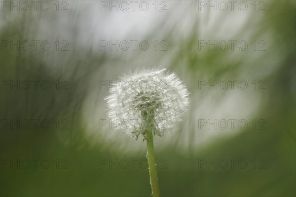 Blowball, Germany, Europe