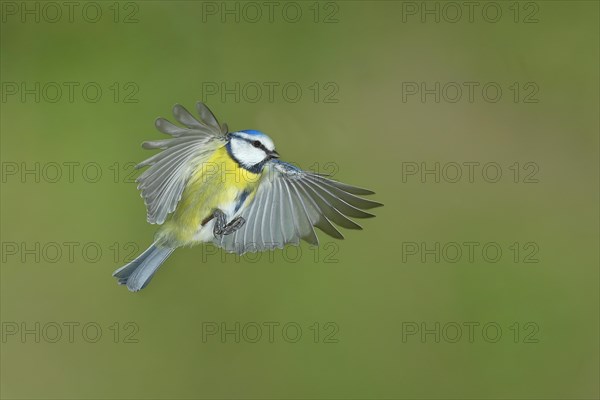 Blue tit (Parus caeruleus) in flight, flight photo, high speed flight photo Wilnsdorf, North Rhine-Westphalia, Germany, Europe