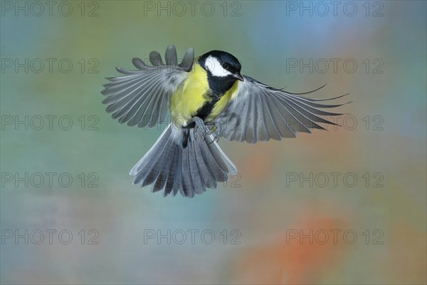 Great tit (Parus major), male in flight, high-speed aerial photograph Wilnsdorf, North Rhine-Westphalia, Germany, Europe