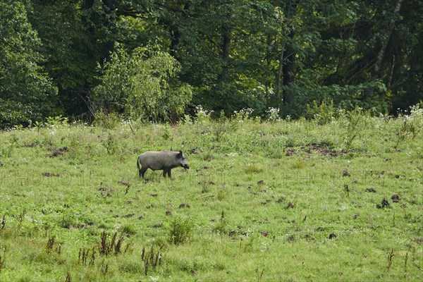 Wild boar (Sus scrofa) standing on a meadow at a forest, wildlife, Franconia, Bavaria, Germany, Europe