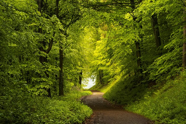 A forest path in a mixed forest with many deciduous trees, including many Beech trees, in early summer. Neckargemuend, Kleiner Odenwald, Baden-Wuerttemberg, Germany, Europe