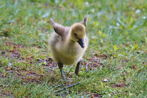 Greylag goose chicks, spring, Germany, Europe