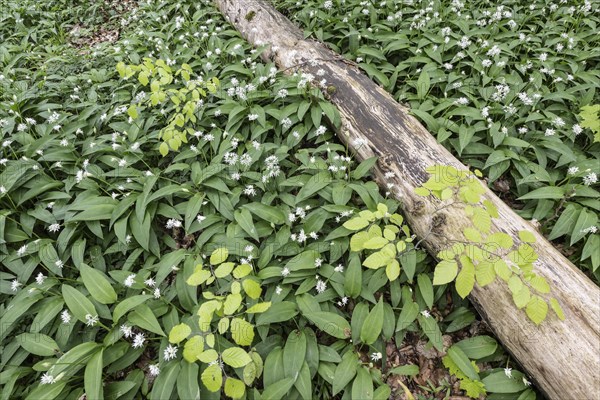 Ramson (Allium ursinum) in the Hainich, Thuringia, Germany, Europe