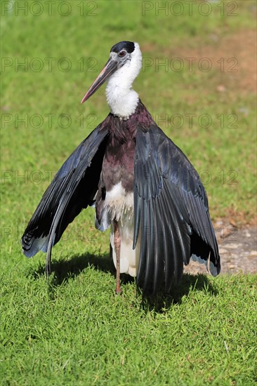 Asian woolly-necked stork (Ciconia episcopus), adult, alert, captive