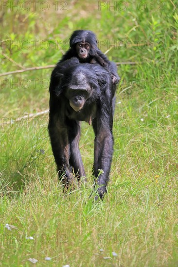 Bonobo, bonobo (Pan Paniscus), female, adult, young animal, foraging, Great ape, Primate, chimpanzee, captive