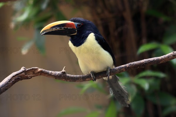 Green aracari (Pteroglossus viridis), adult, on tree, captive, South America