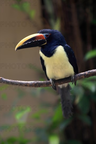 Green aracari (Pteroglossus viridis), adult, on tree, captive, South America