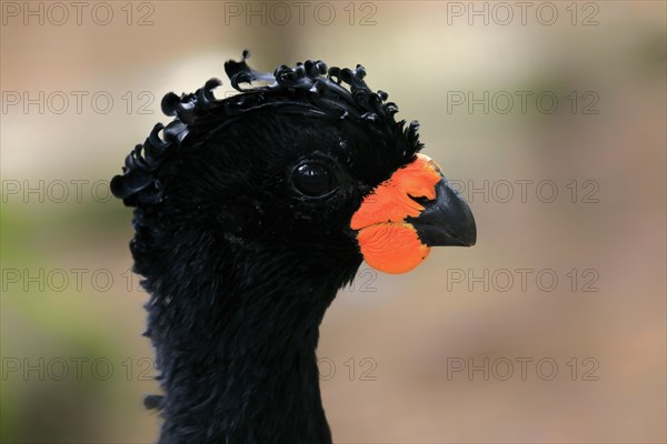 Red-billed curassow (Crax blumenbachii), adult, male, portrait, captive, Brazil, South America