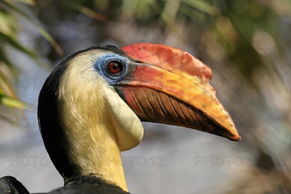 Wrinkled Hornbill, (Rhabdotorrhinus corrugatus), adult, portrait, captive