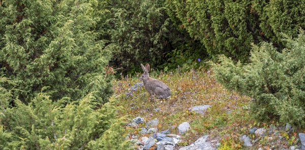 Hare, Terskey Ala Too, Tien-Shan Mountains, Kyrgyzstan, Asia