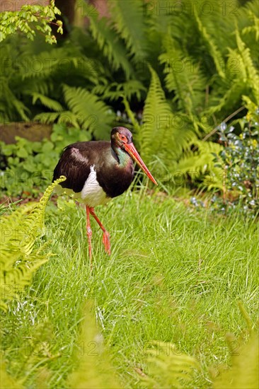 Black stork (Ciconia nigra)