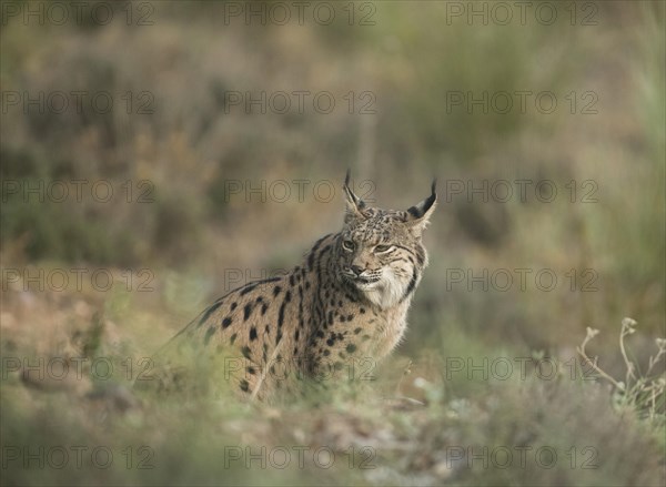 Pardell Lynx female, Iberian Lynx (Lynx pardinus), Extremadura, Castilla La Mancha, Spain, Europe