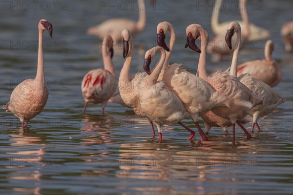 Lesser Flamingos (Phoeniconaias minor), Lake Ndutu, Ndutu Conservation Area, Tanzania, Africa